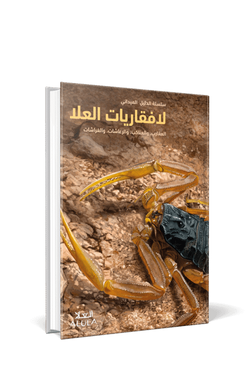 Invertebrates of AlUla