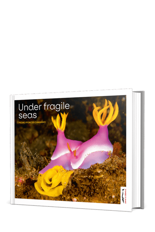Under Fragile Seas