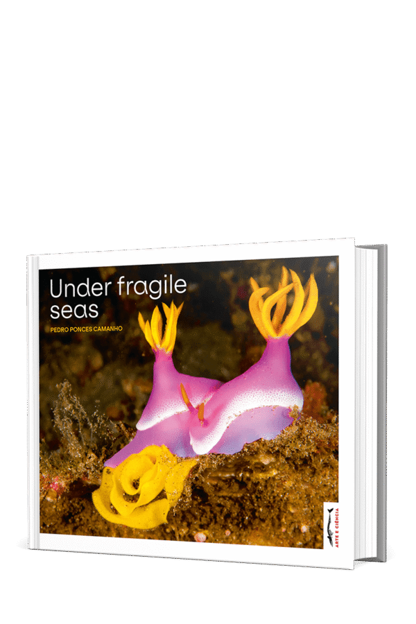 Under Fragile Seas