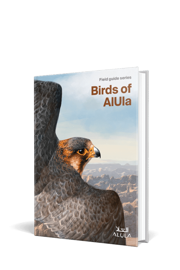 Birds of AlUla