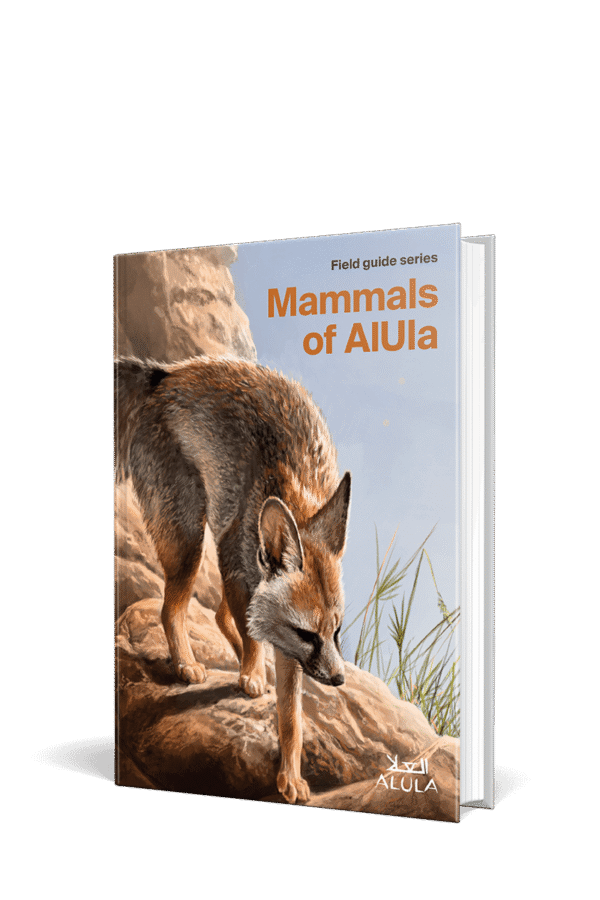 Mammals of AlUla